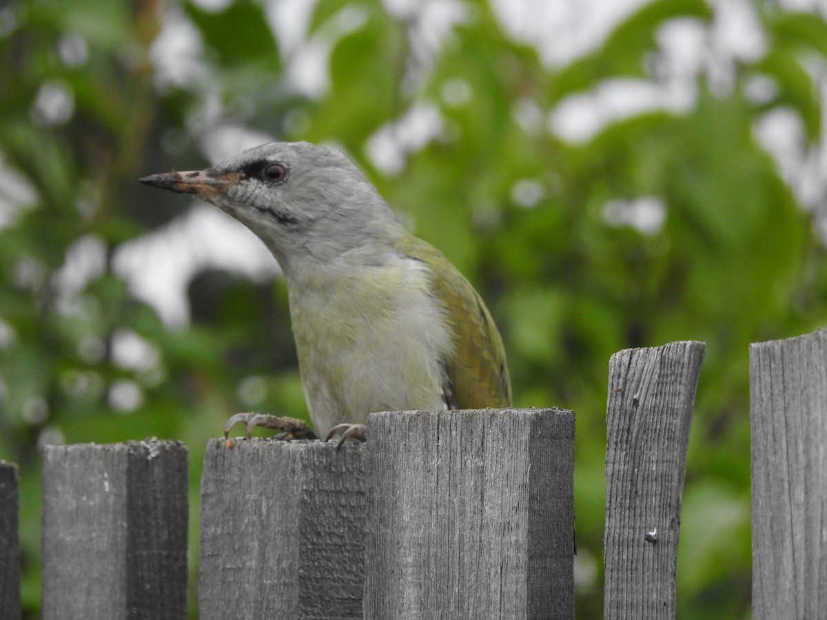 Gray-headed Woodpecker - ML258213971