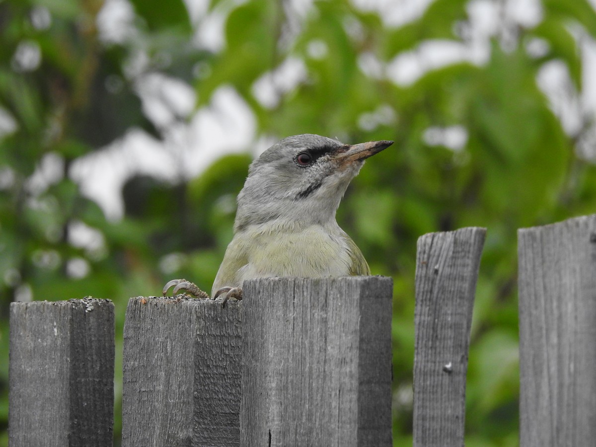 Gray-headed Woodpecker - ML258213981