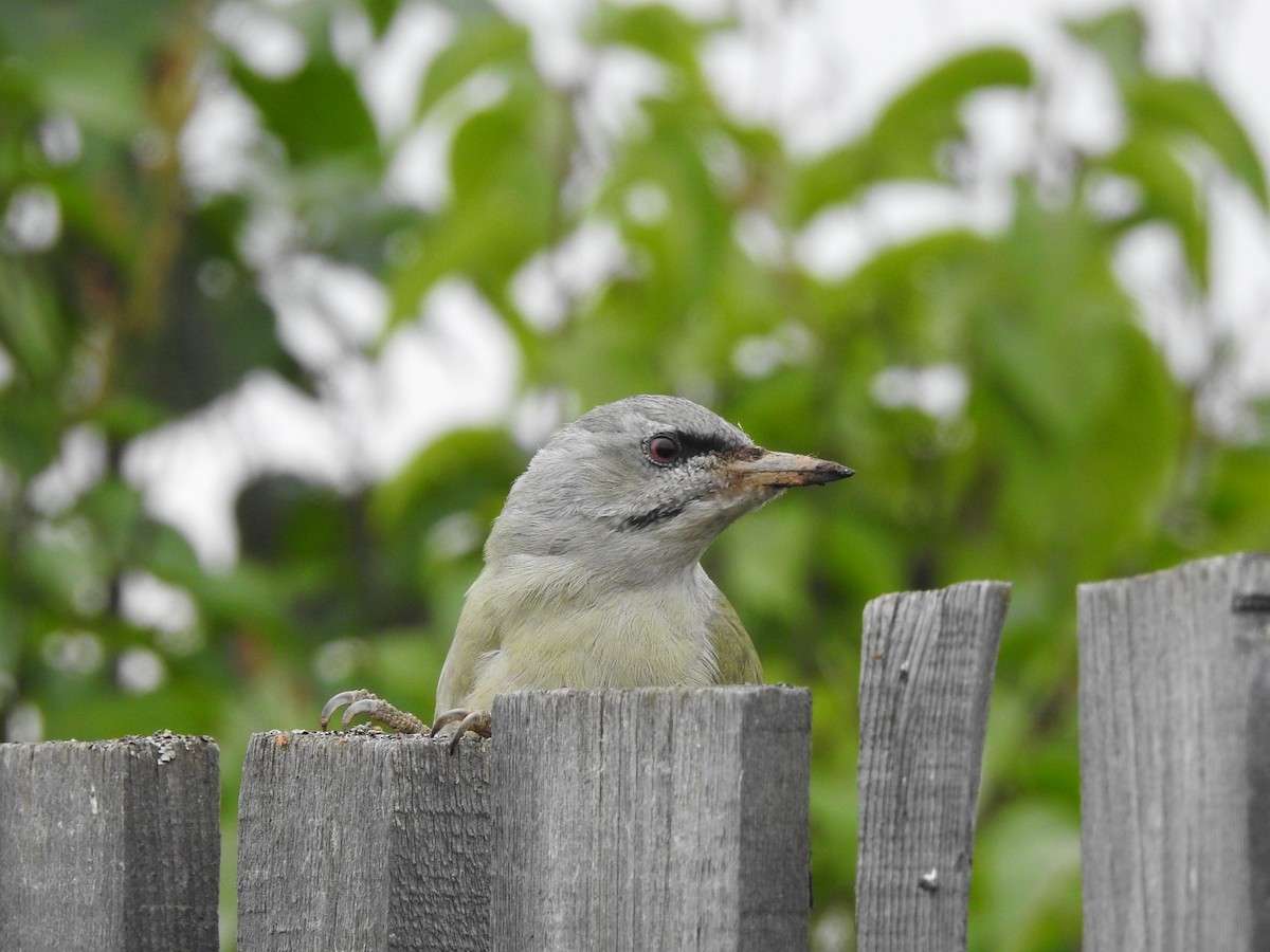 Gray-headed Woodpecker - ML258213991