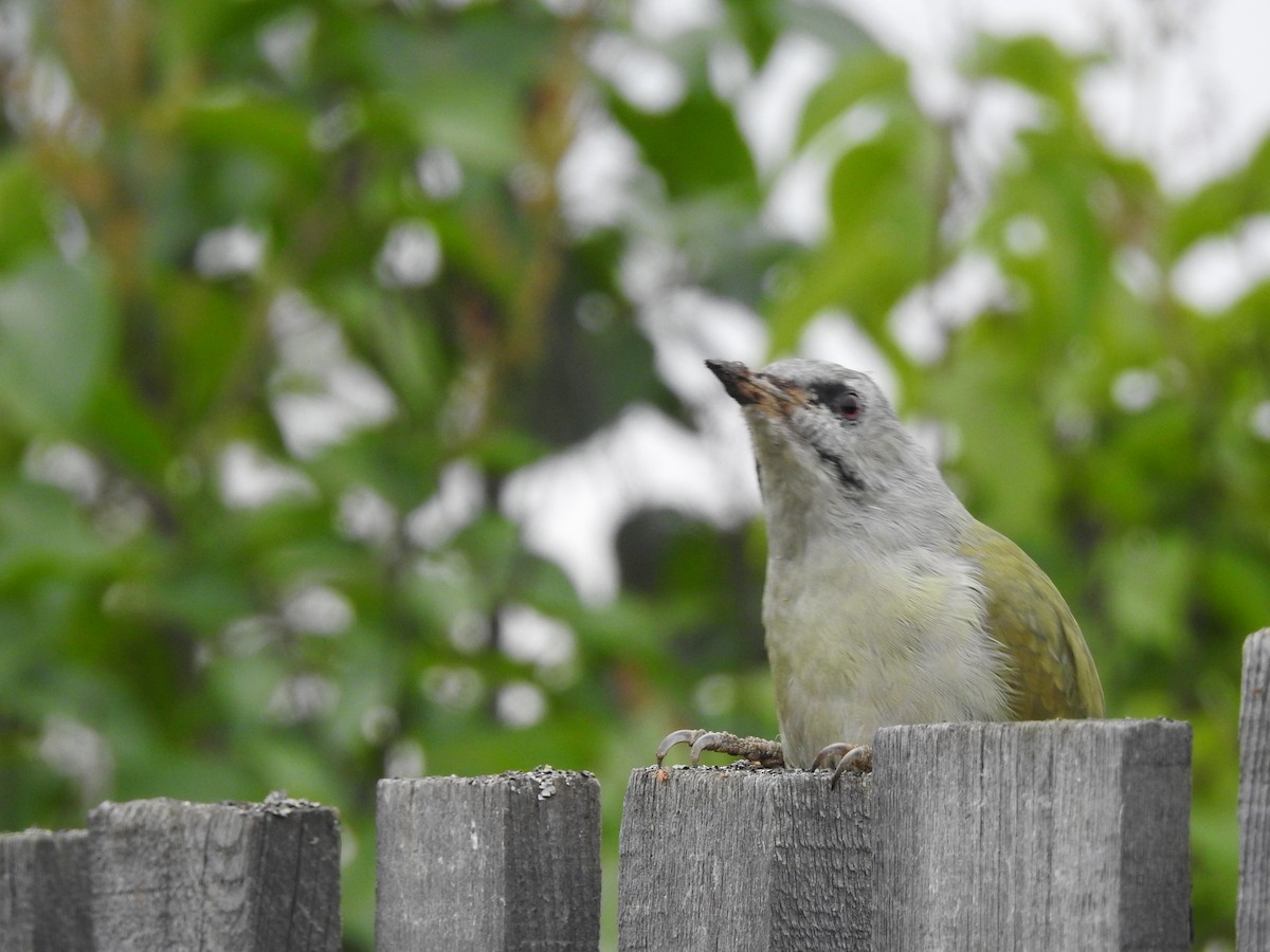 Gray-headed Woodpecker - ML258214011