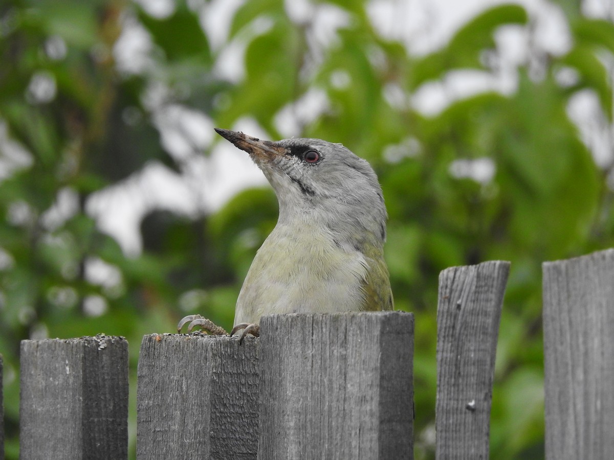 Gray-headed Woodpecker - ML258214021