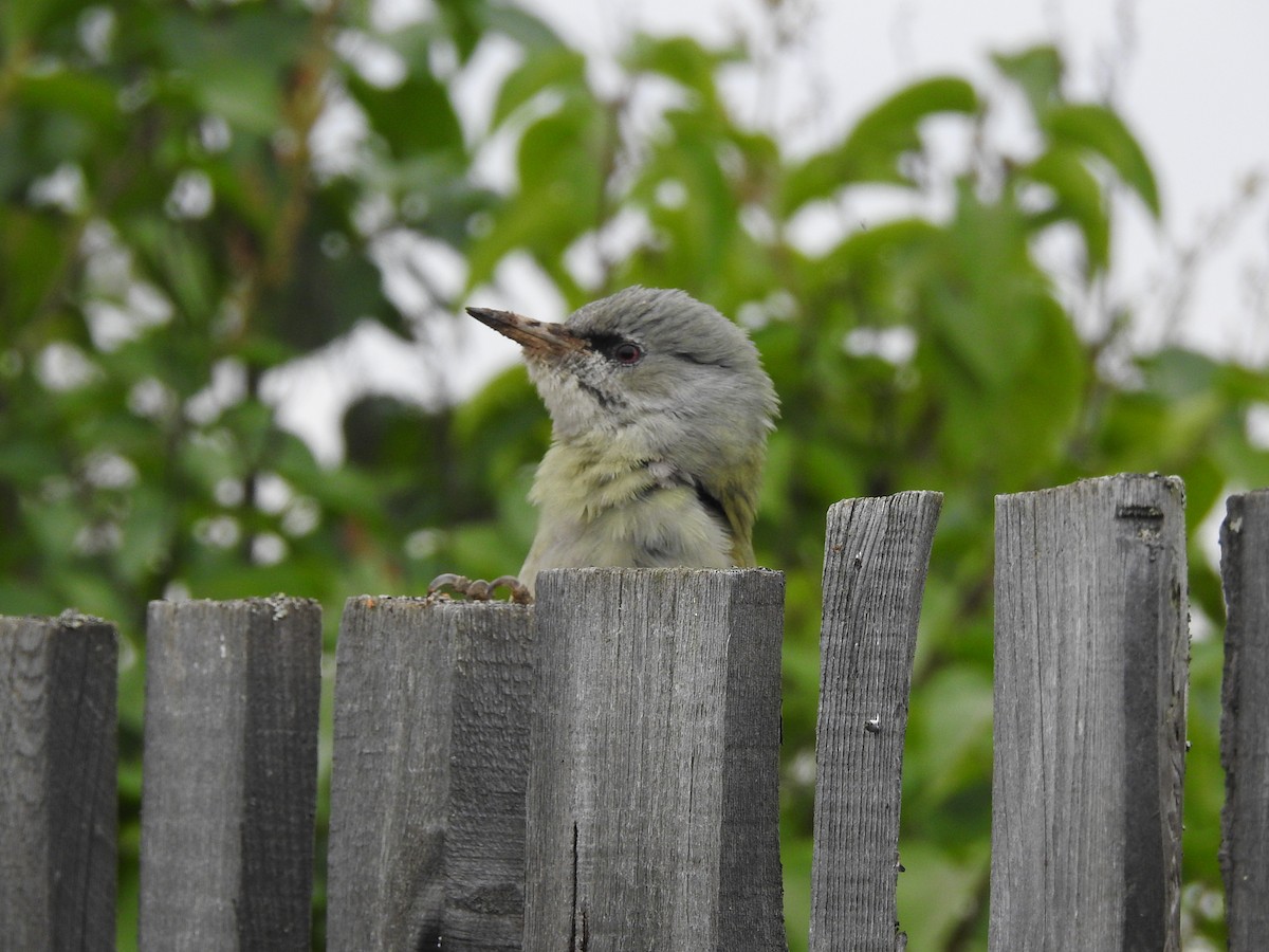 Gray-headed Woodpecker - ML258214051