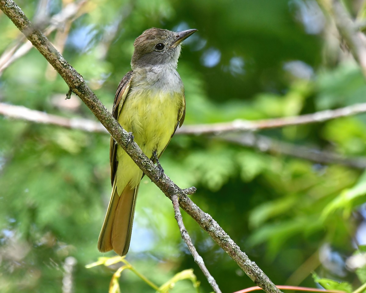 Great Crested Flycatcher - ML258216501