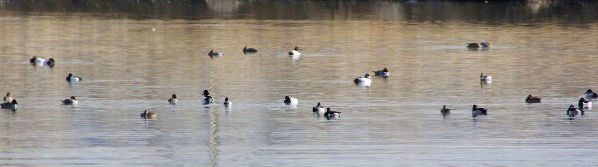 Greater Scaup - ML25821851