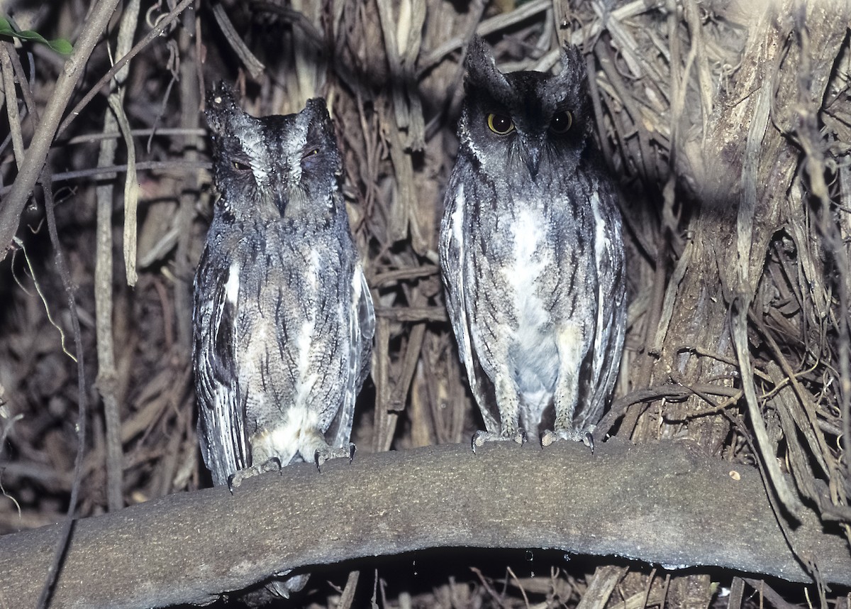Madagascar Scops-Owl (Torotoroka) - ML258220611