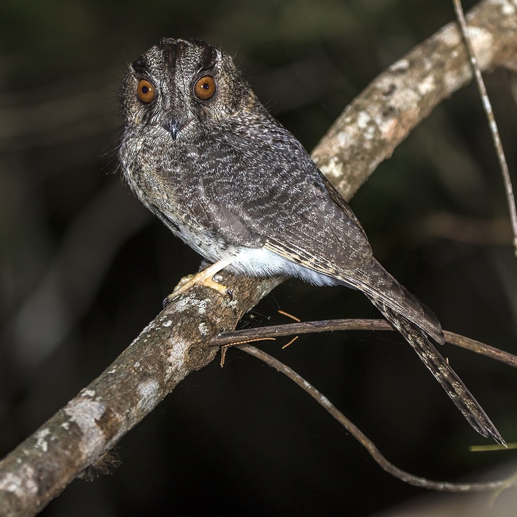 Australian Owlet-nightjar - ML258221881