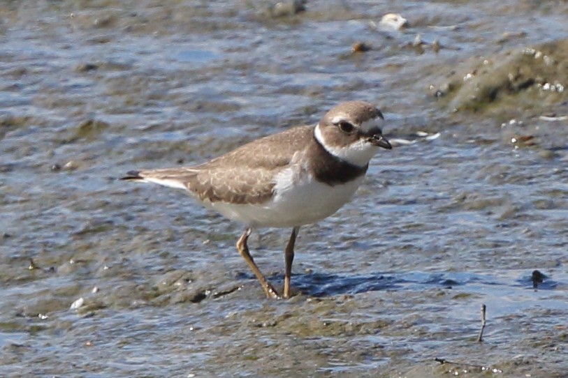 Semipalmated Plover - ML258224421