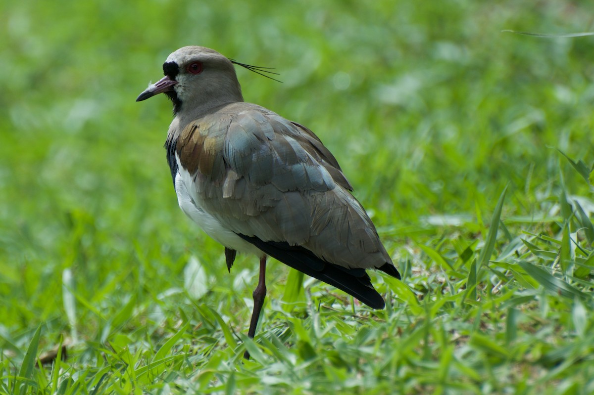 Southern Lapwing - Andreas Kostic