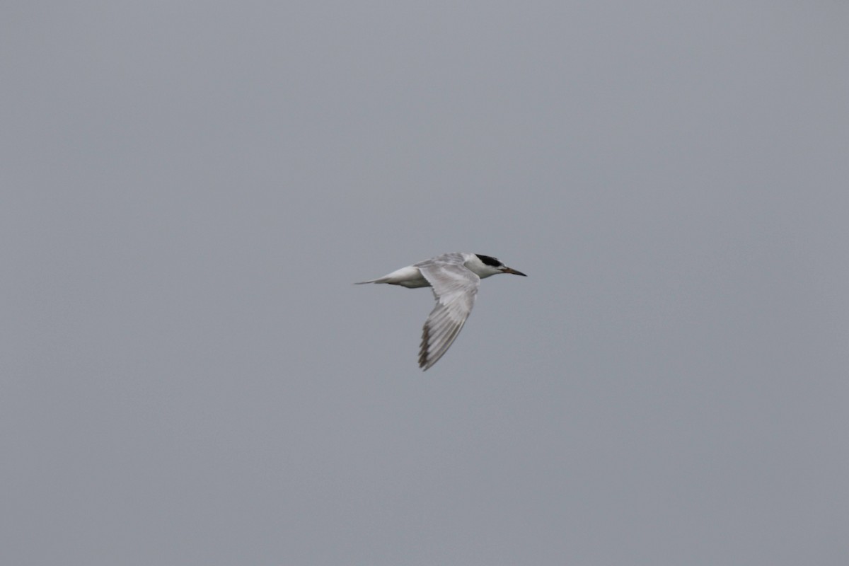 Forster's Tern - Cliff VanNostrand