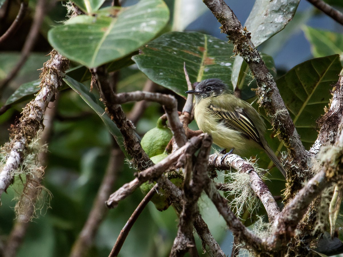 Yellow-olive Flatbill (Andes) - Nick Athanas