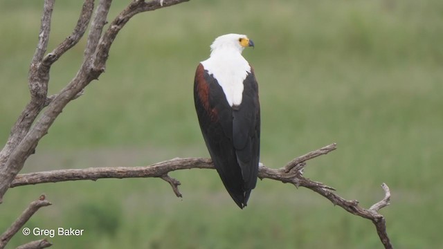 African Fish-Eagle - ML258230951
