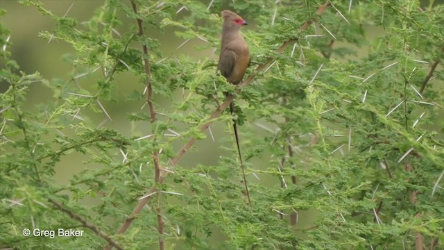 Red-faced Mousebird - ML258230981