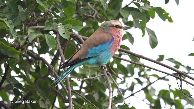 Lilac-breasted Roller - ML258231241