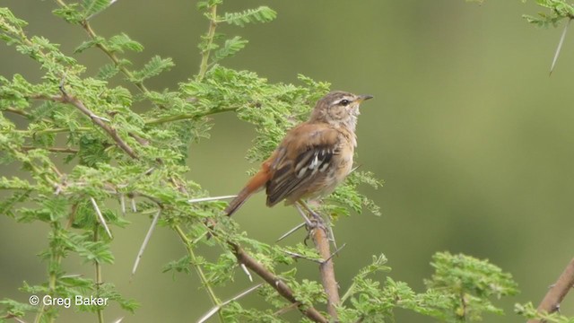 Red-backed Scrub-Robin (Red-backed) - ML258231261