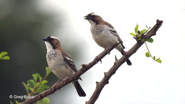 White-browed Sparrow-Weaver - ML258231281