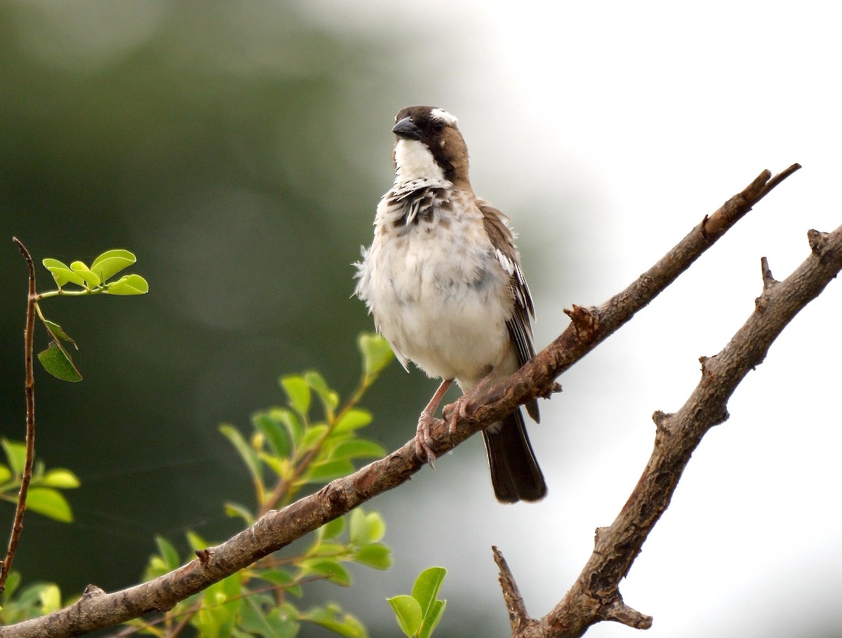 White-browed Sparrow-Weaver - Greg Baker