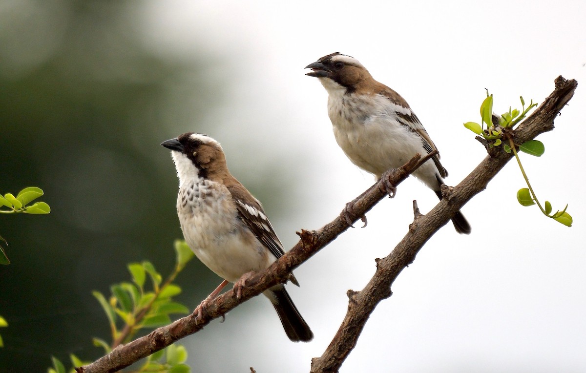 White-browed Sparrow-Weaver - Greg Baker