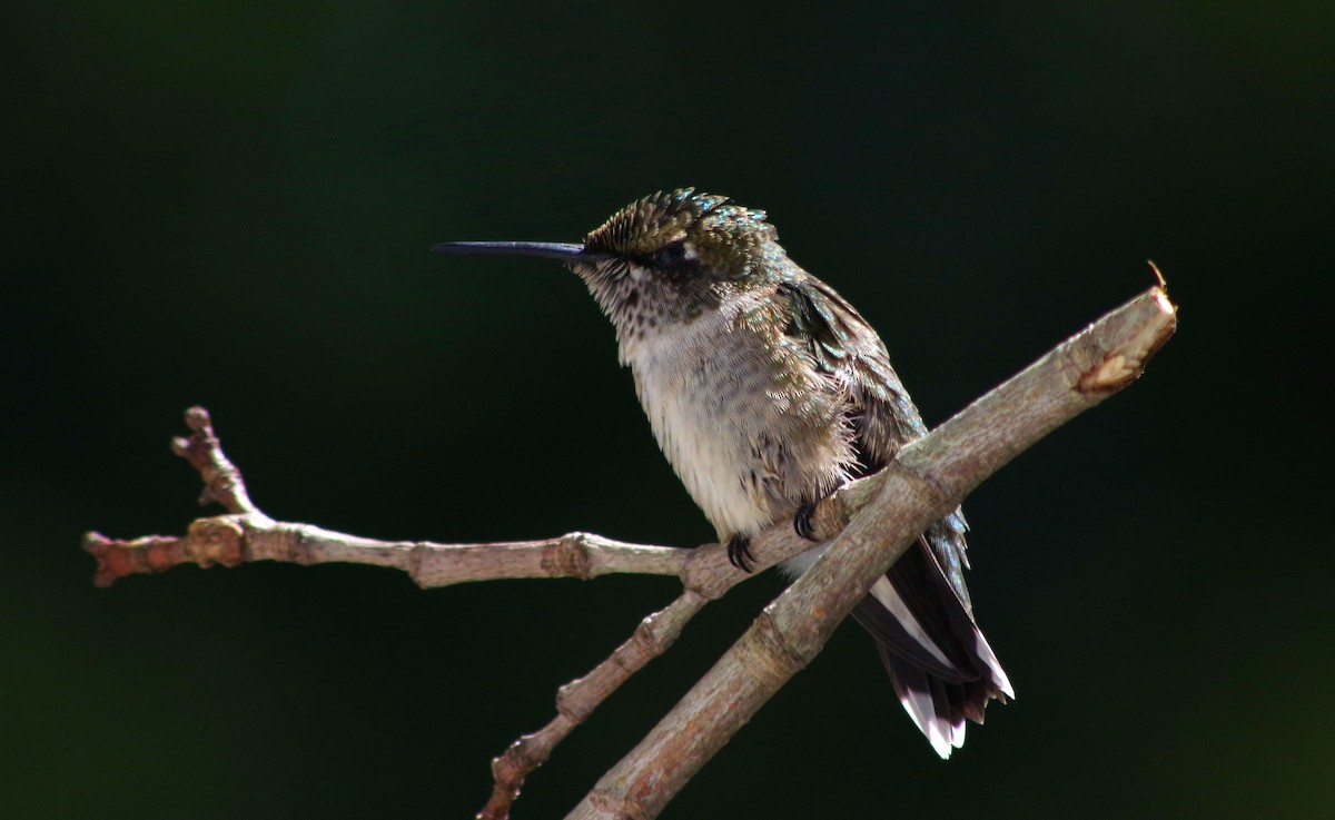 Ruby-throated Hummingbird - ML258234691