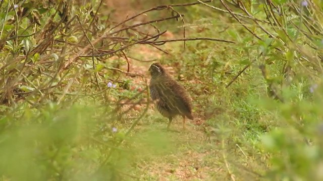  - Jungle Bush-Quail