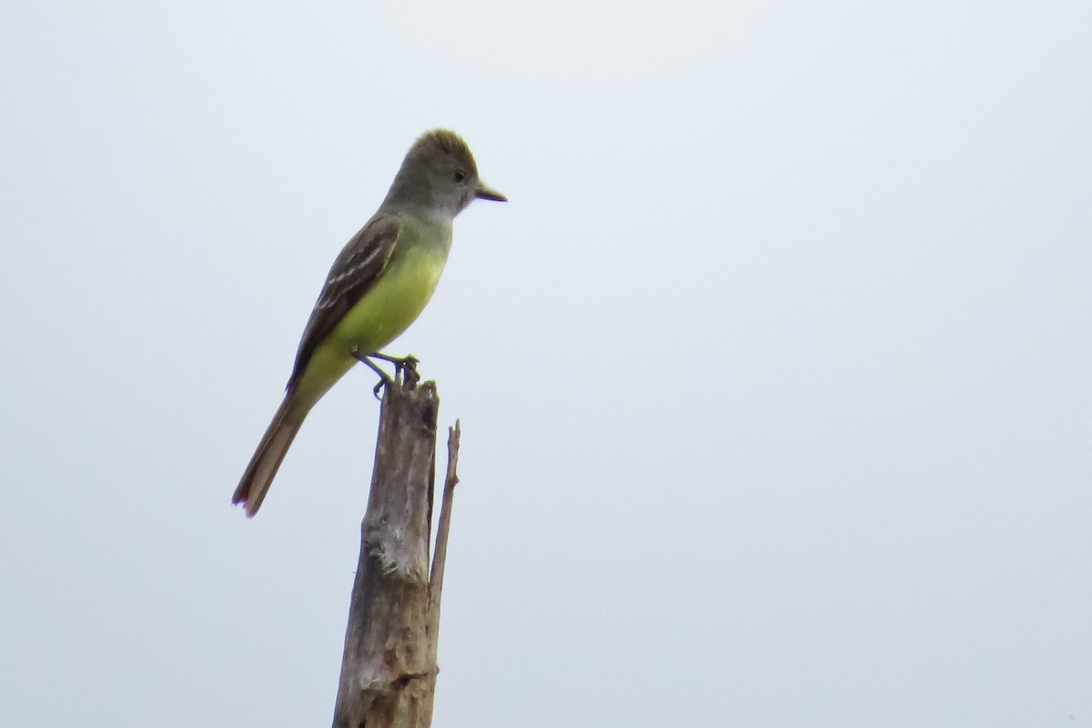 Great Crested Flycatcher - ML25823851