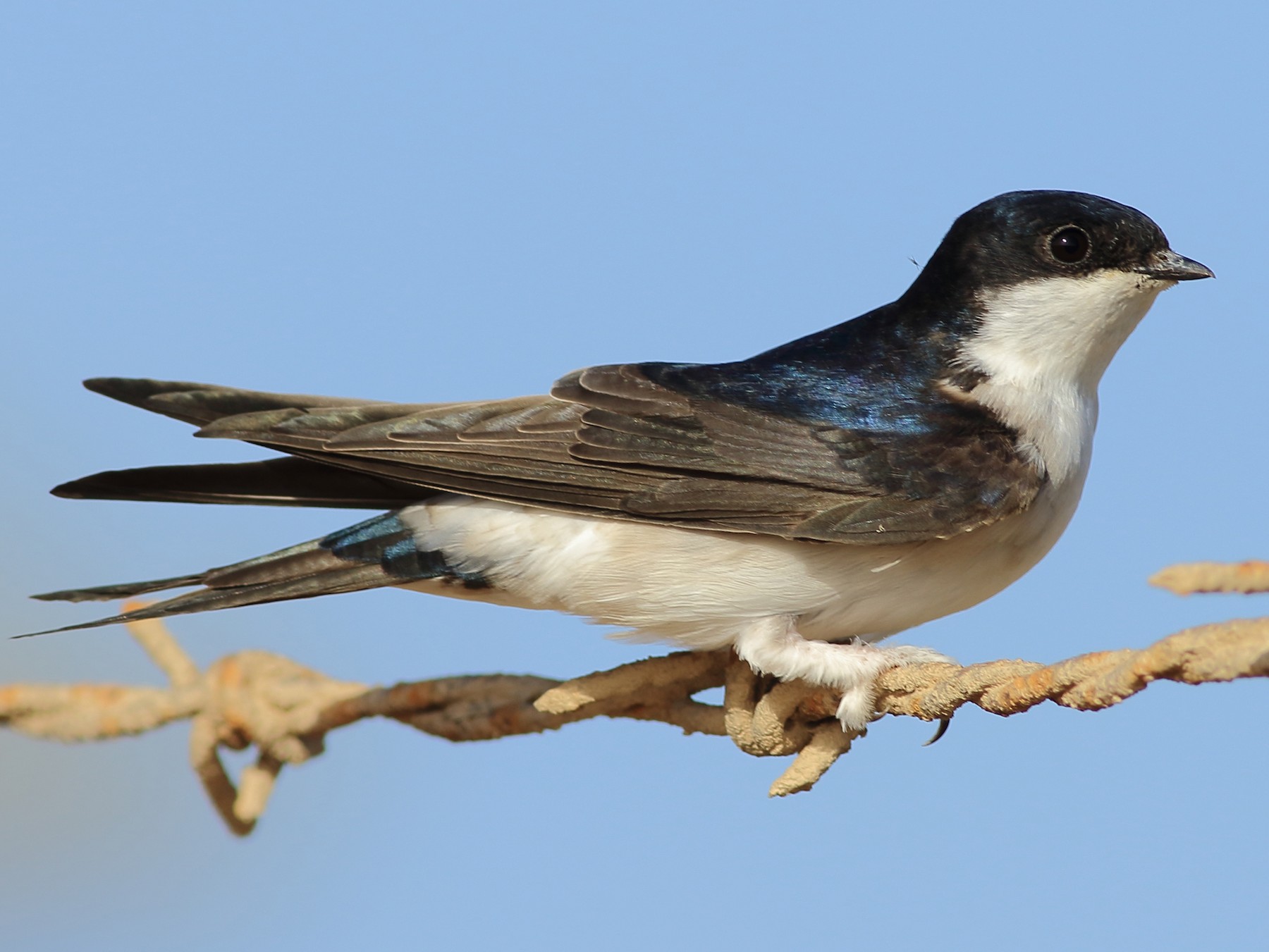 Western/Siberian House-Martin - eBird