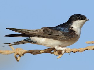 Adult - Sérgio Correia - ML258242941