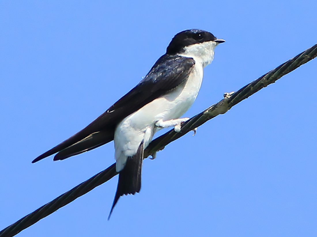 Western/Siberian House-Martin - Ayuwat Jearwattanakanok