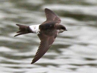 Mehl-/Sibirienschwalbe - eBird