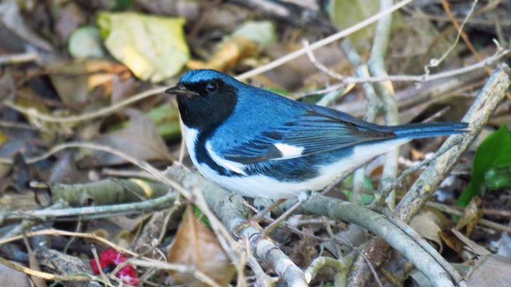 Black-throated Blue Warbler - Aarre Ertolahti