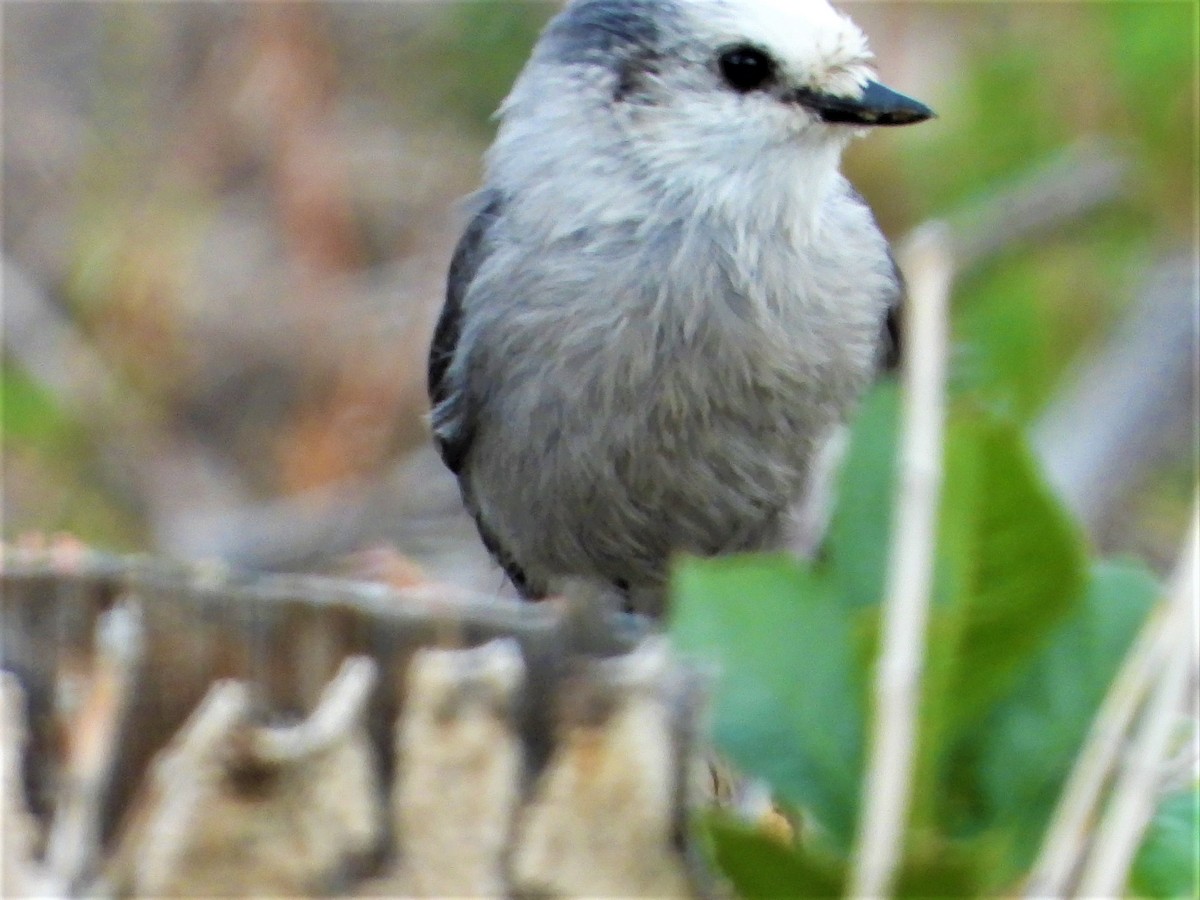 Canada Jay - Janet Cook