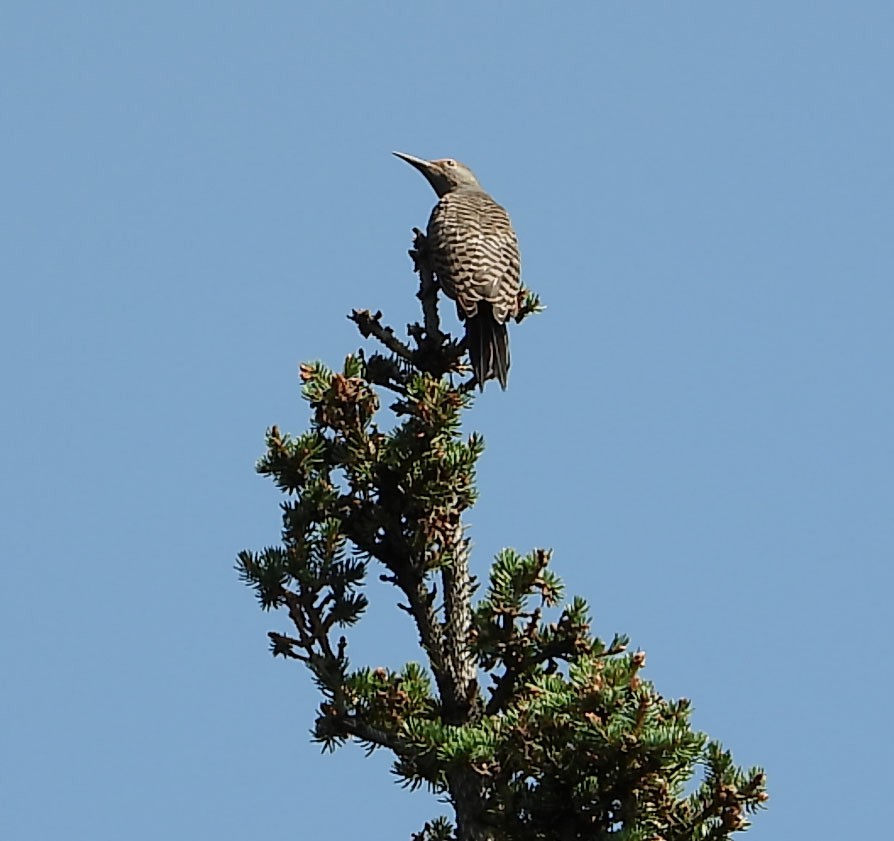 Northern Flicker (Red-shafted) - ML258248401