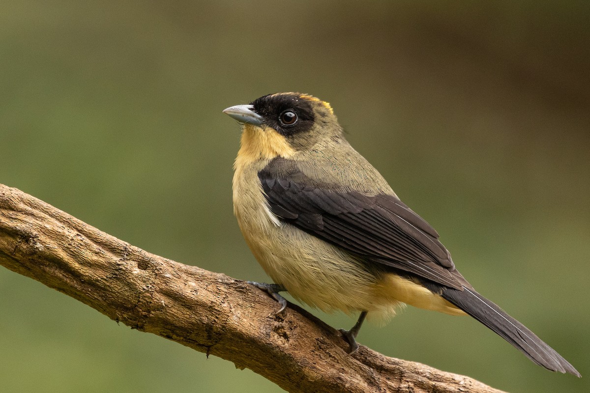 Black-goggled Tanager - ML258250221
