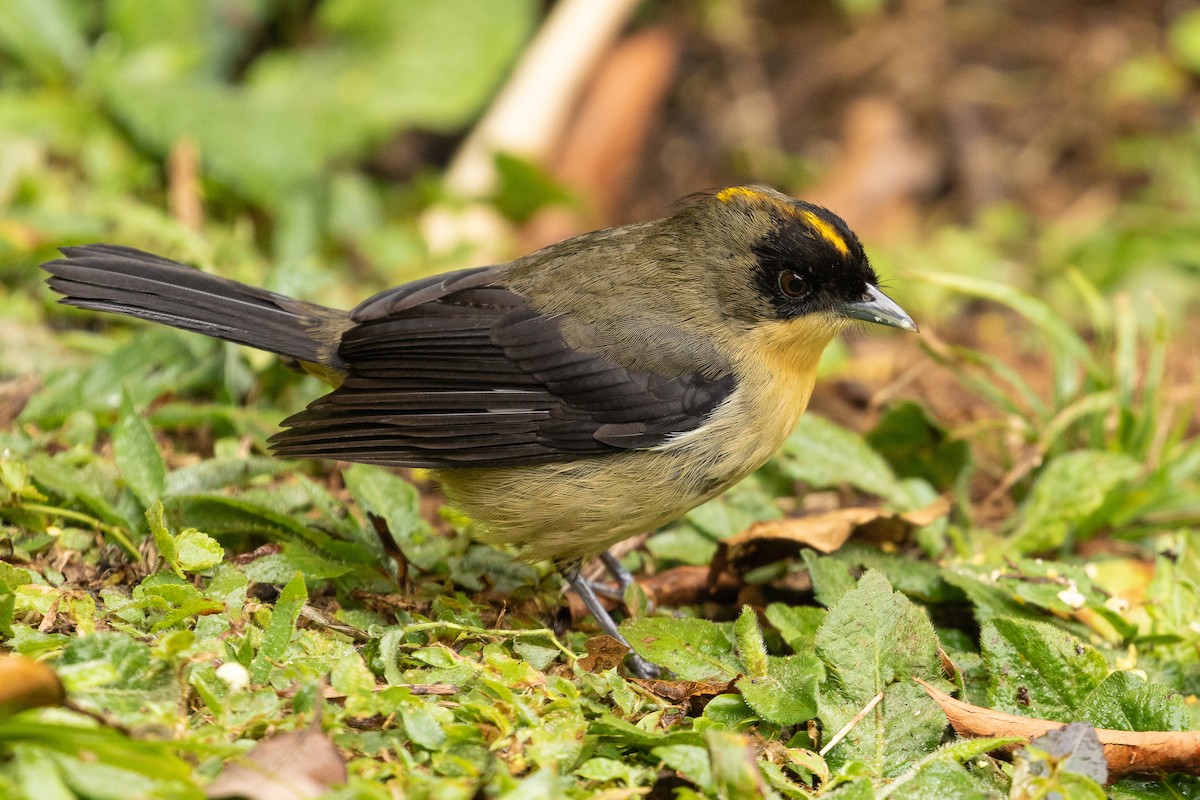 Black-goggled Tanager - ML258250241