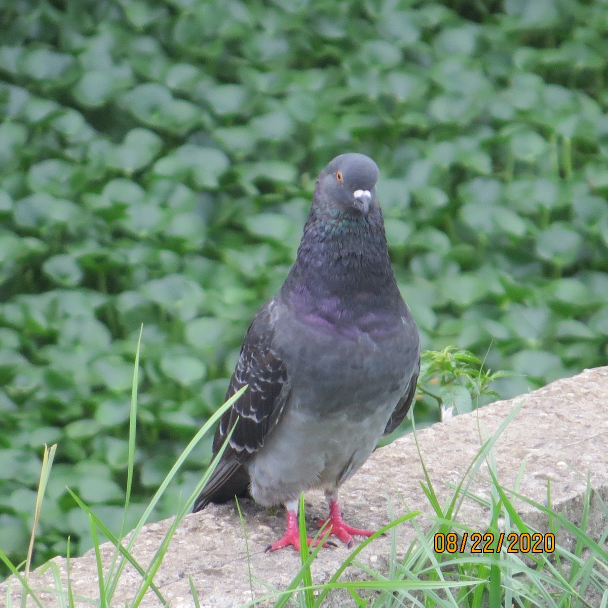 Rock Pigeon (Feral Pigeon) - ORLANDO PADILLA
