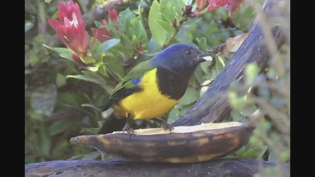 Black-chested Mountain Tanager - ML258259491