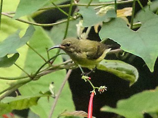  - Tiny Sunbird