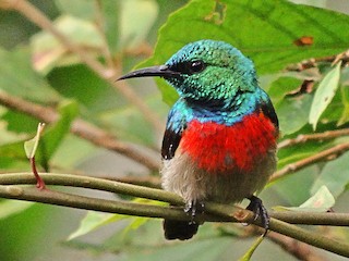  - Tiny Sunbird