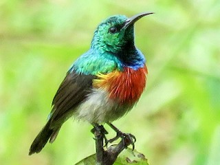  - Tiny Sunbird