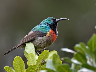 ゴシキタイヨウチョウ - eBird