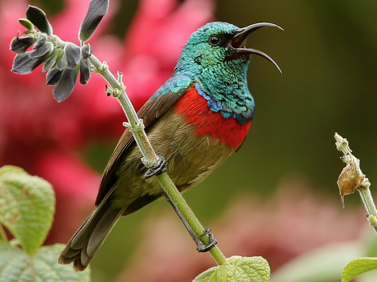 Eastern Double-collared Sunbird - Bert Harris