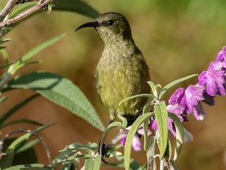 ゴシキタイヨウチョウ - eBird