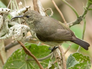 ゴシキタイヨウチョウ - eBird