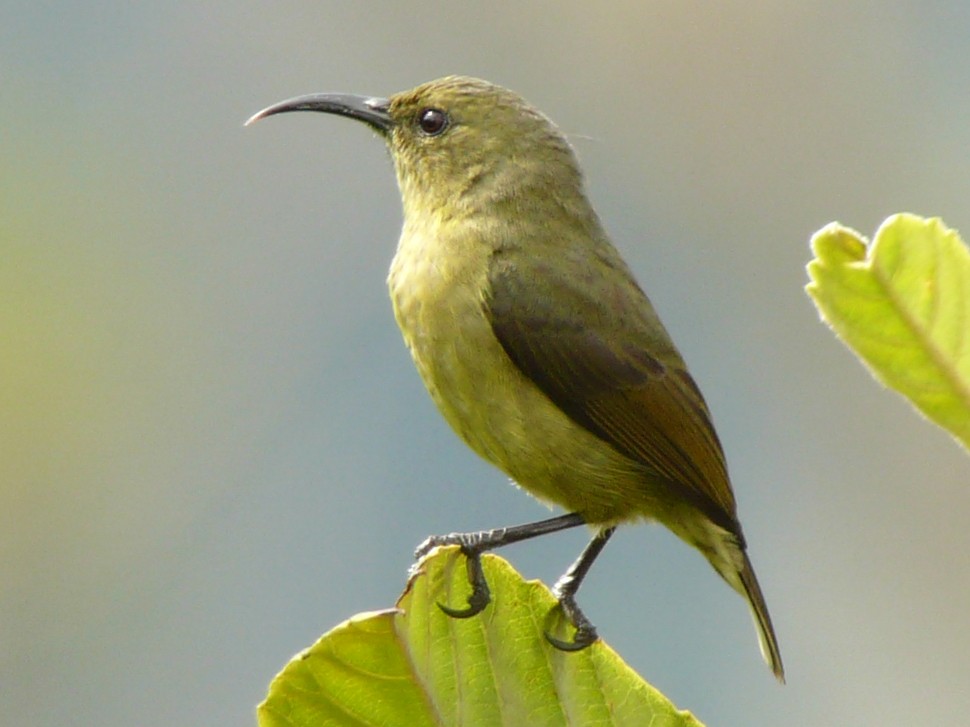 Usambara Double-collared Sunbird - Justyn Stahl