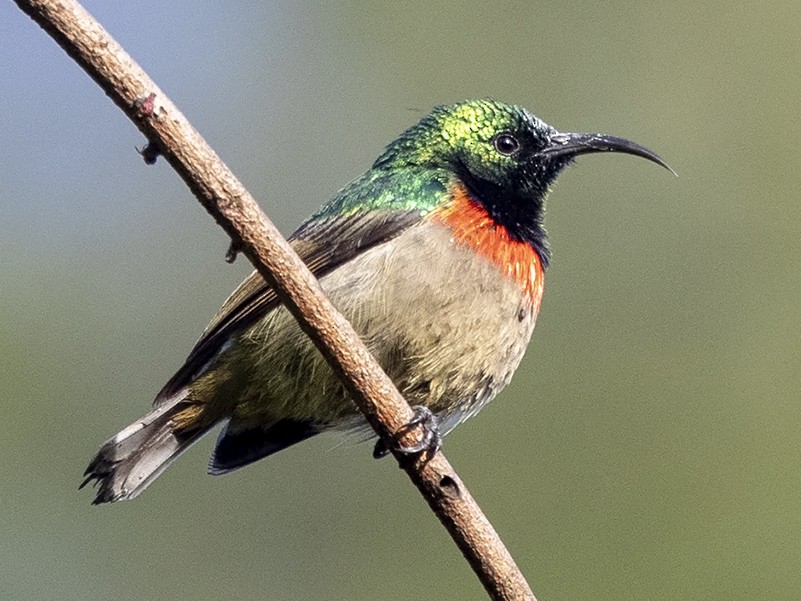 Usambara Double-collared Sunbird - Niall D Perrins