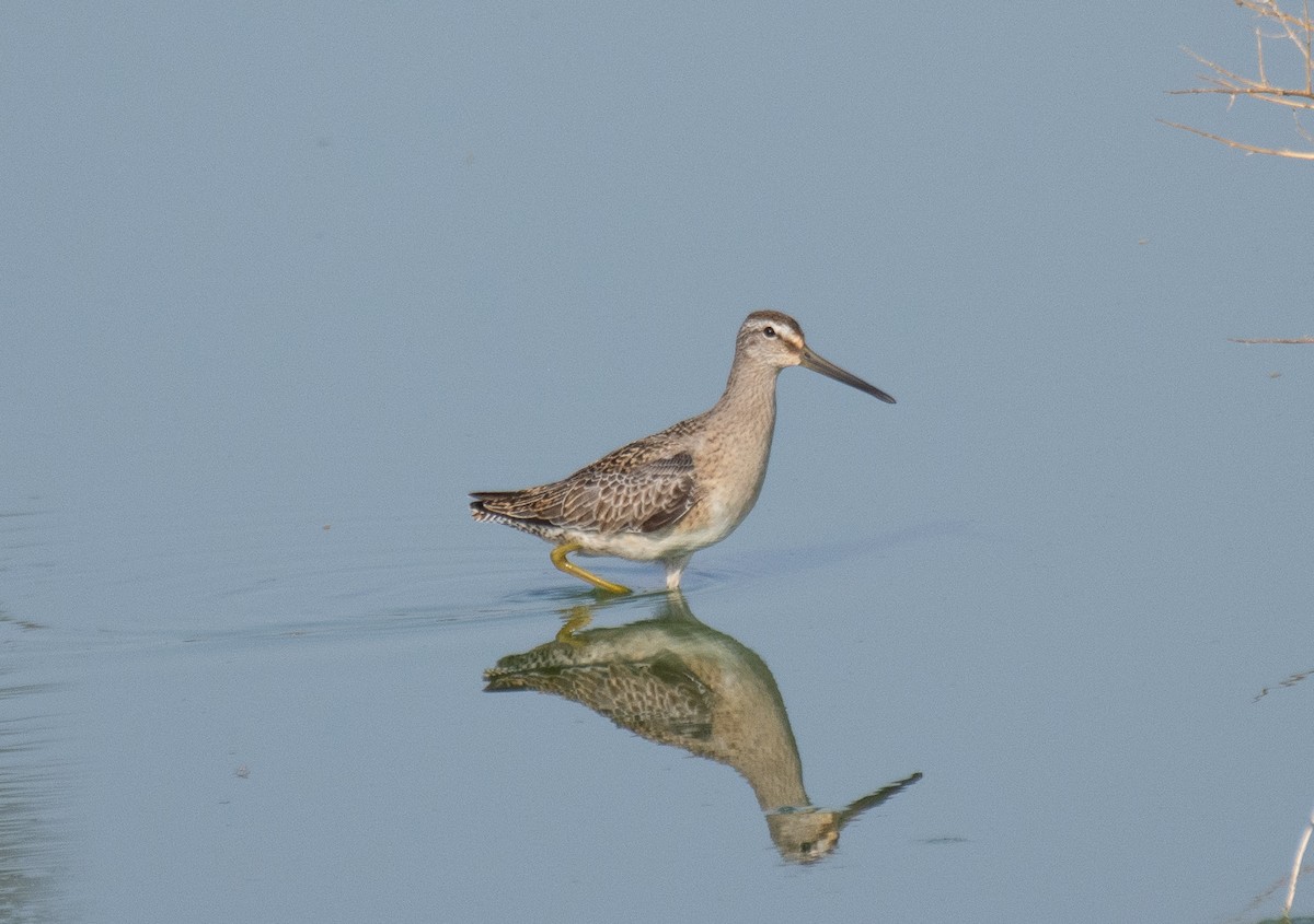 Short-billed Dowitcher - Jack Parlapiano