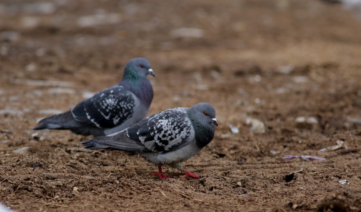 Rock Pigeon (Feral Pigeon) - ML25828261