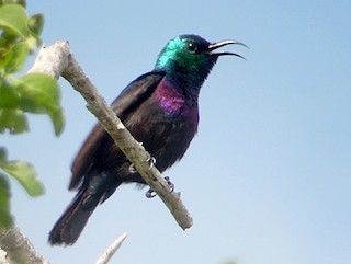  - Violet-breasted Sunbird