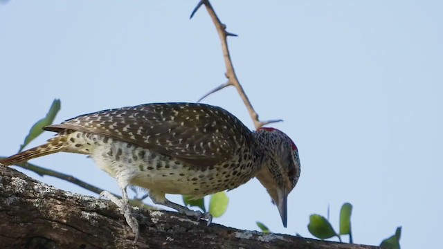 Nubian Woodpecker - ML258285071