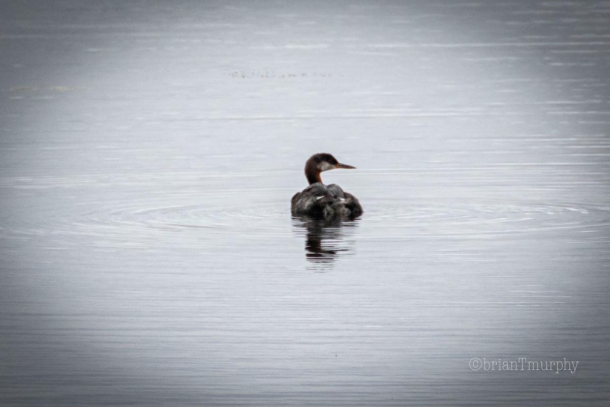 Red-necked Grebe - ML258289621