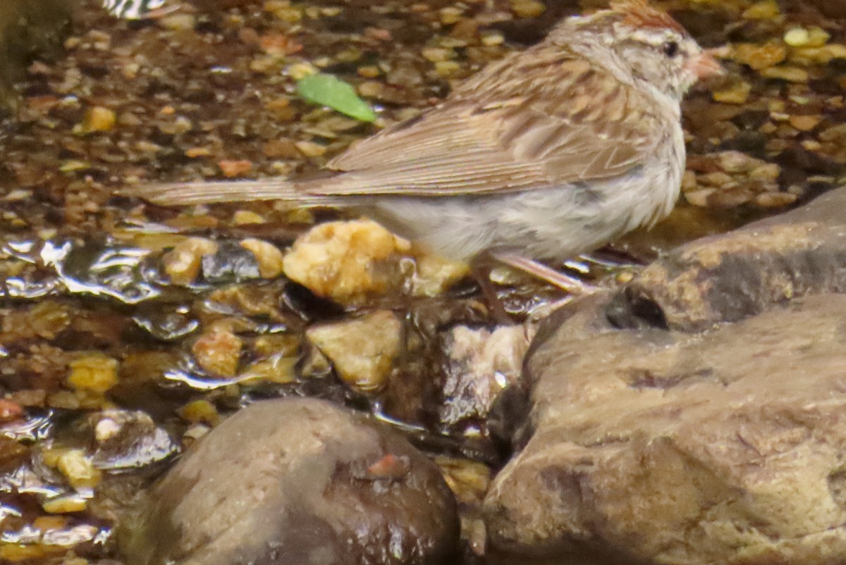 Chipping Sparrow - ML258291231